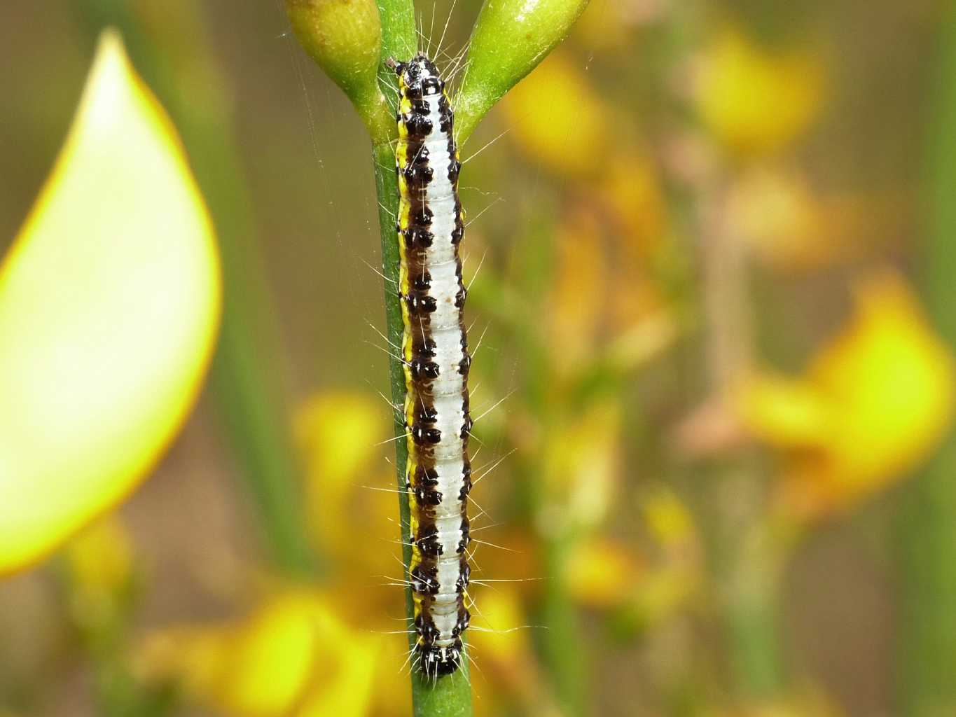 Bruco su ginestra - Uresiphita gilvata